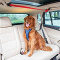 Dog Zipline J591823