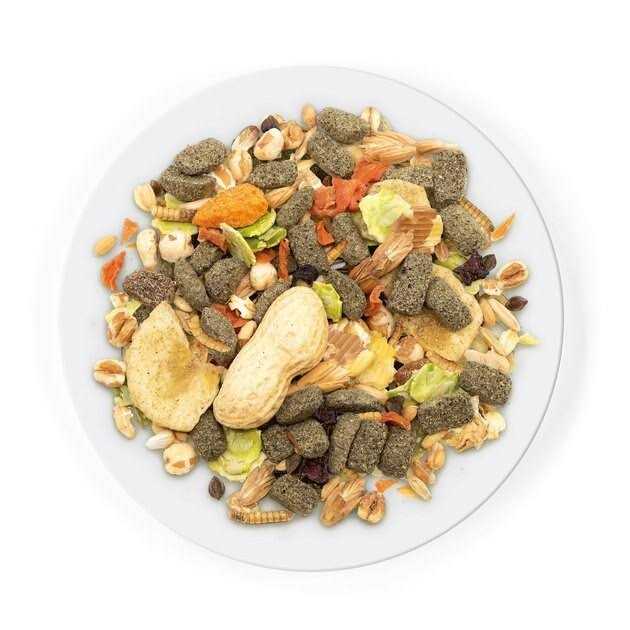 Rat Food O876868