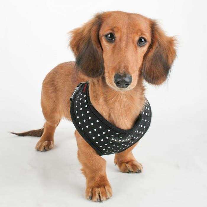Dotty Harness L473