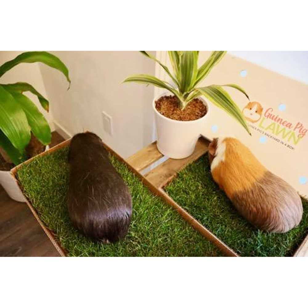 Guinea Pig Lawn J61994