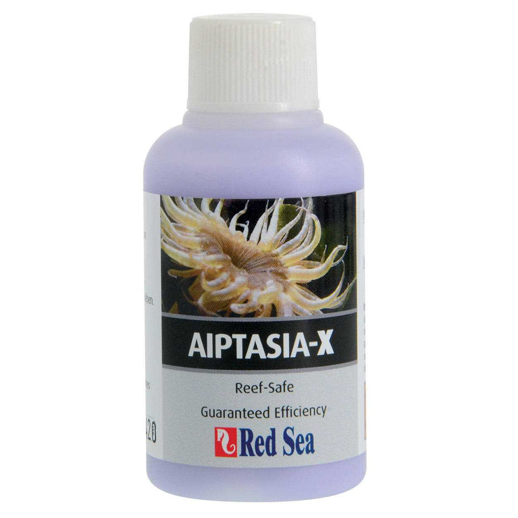 Aiptasia X H31035