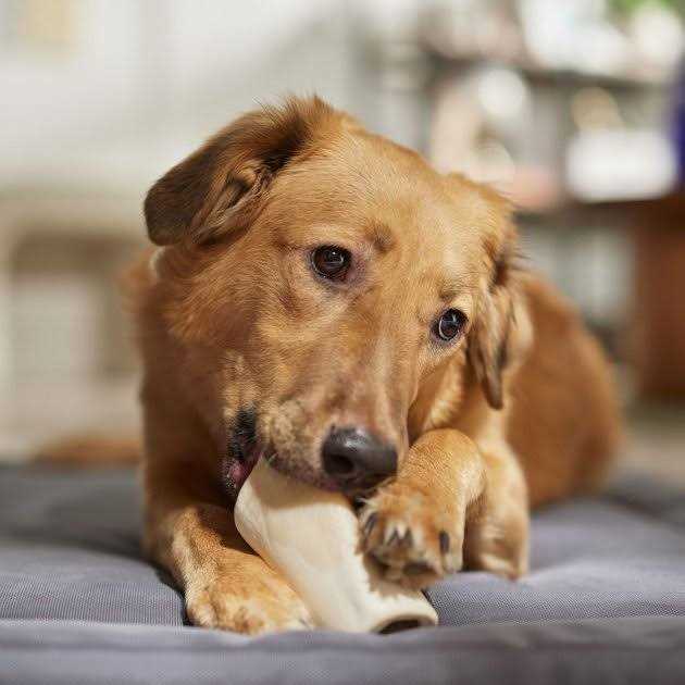 Peanut Butter Flavored Filled Bone Dog Treats M7490