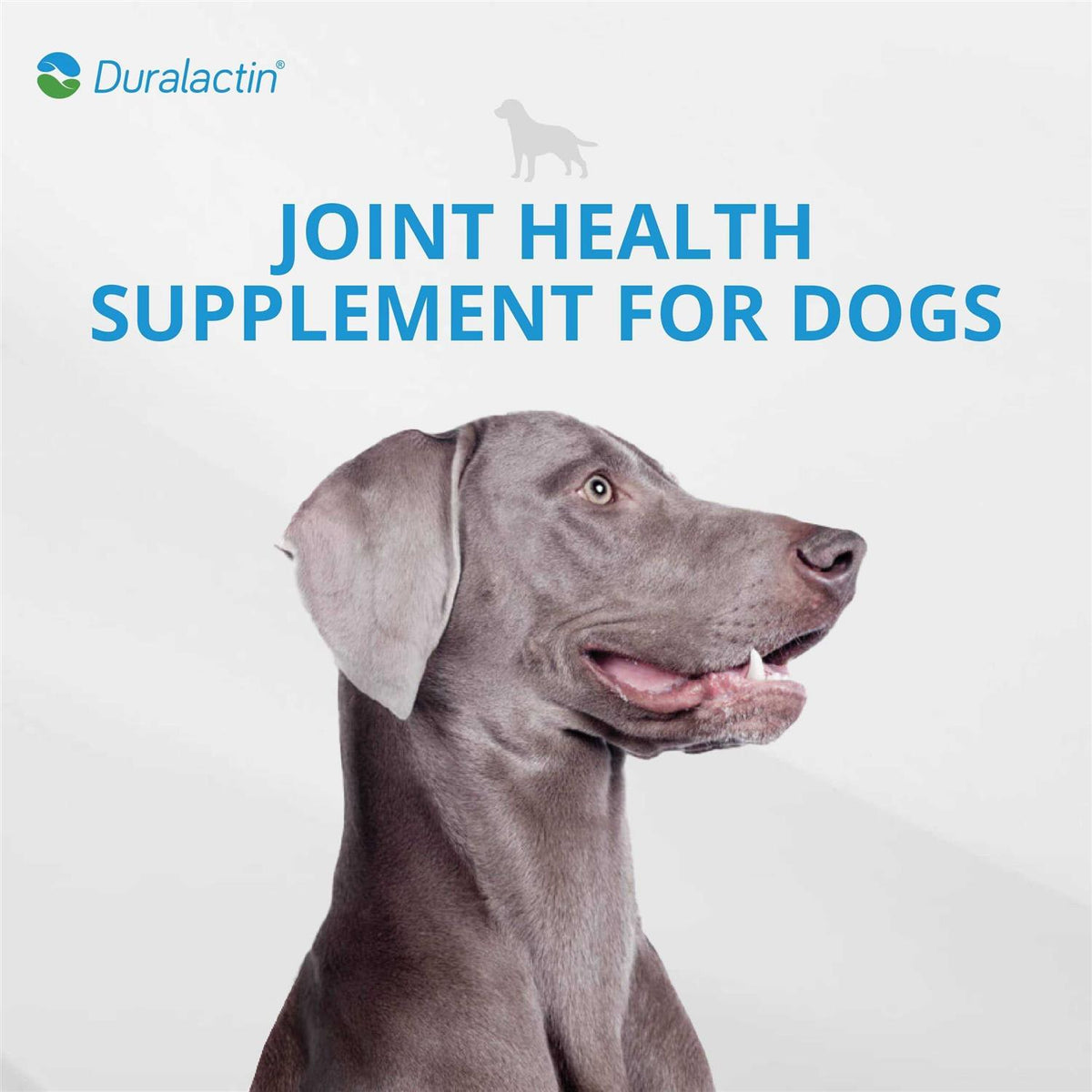 Joint Soft Chews F84562
