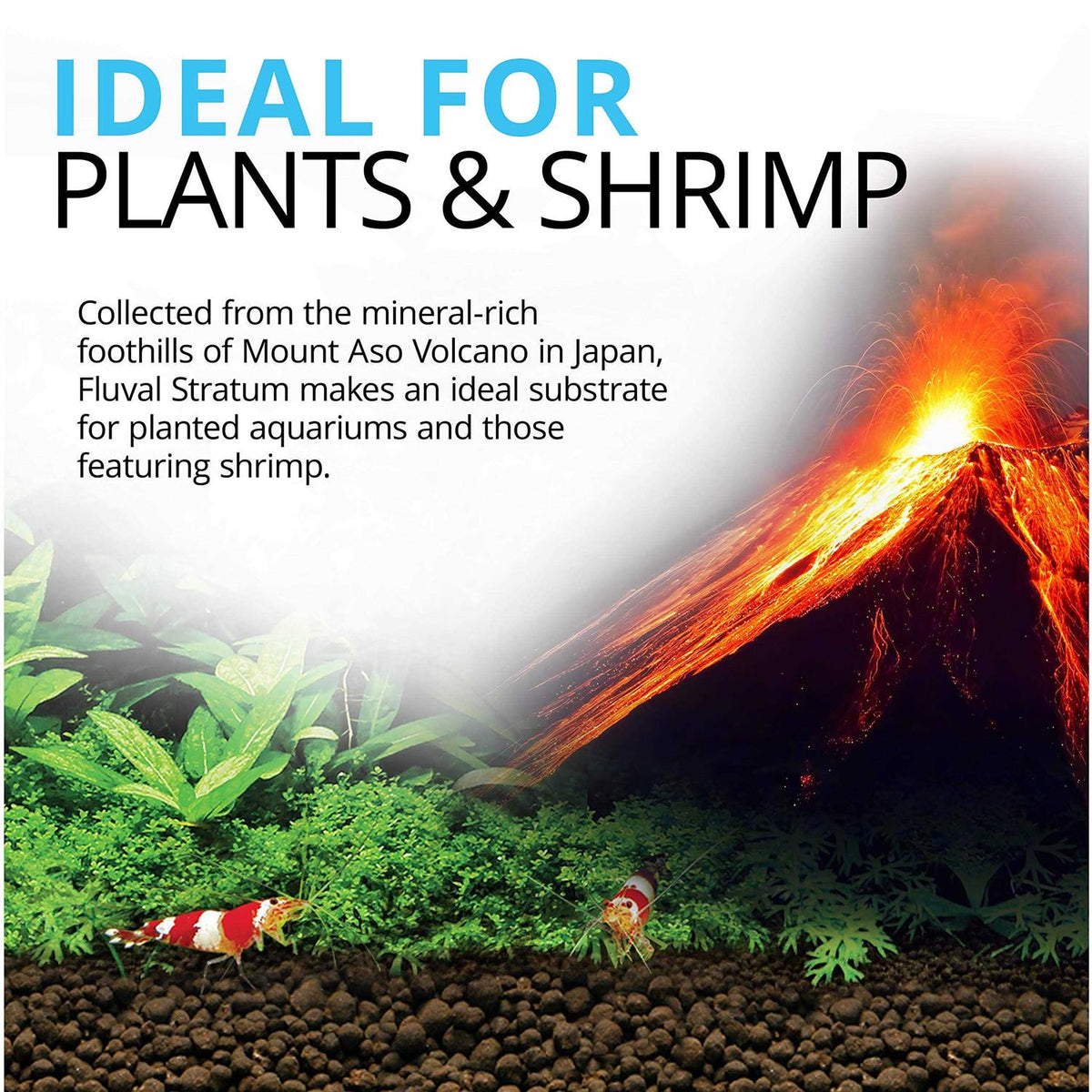 Plant and Shrimp Stratum G2252