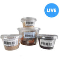 Juvenile Leopard Gecko Feeder Bundle K1424
