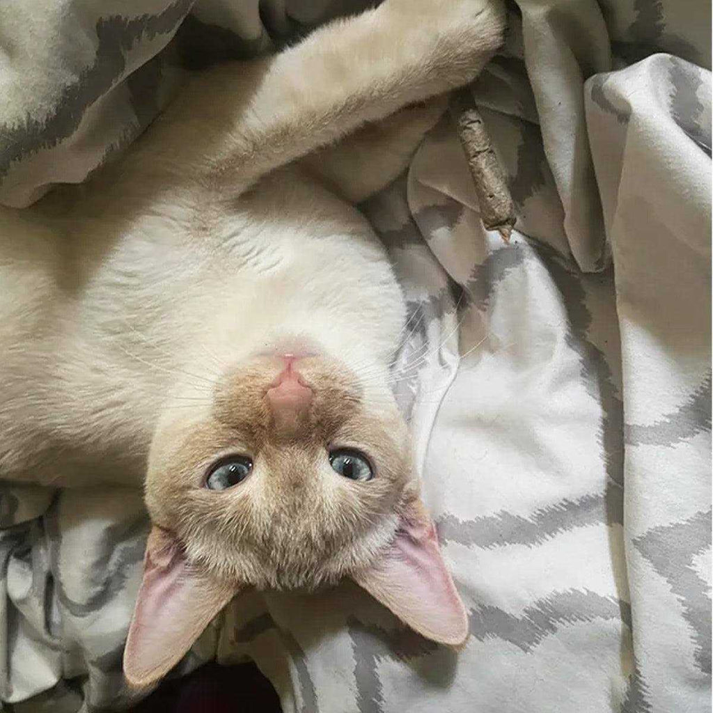 Catnip F75632