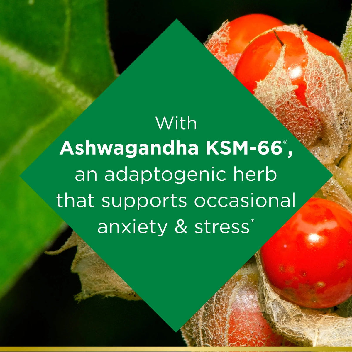 Ashwagandha Supplement 50 Ct P36907