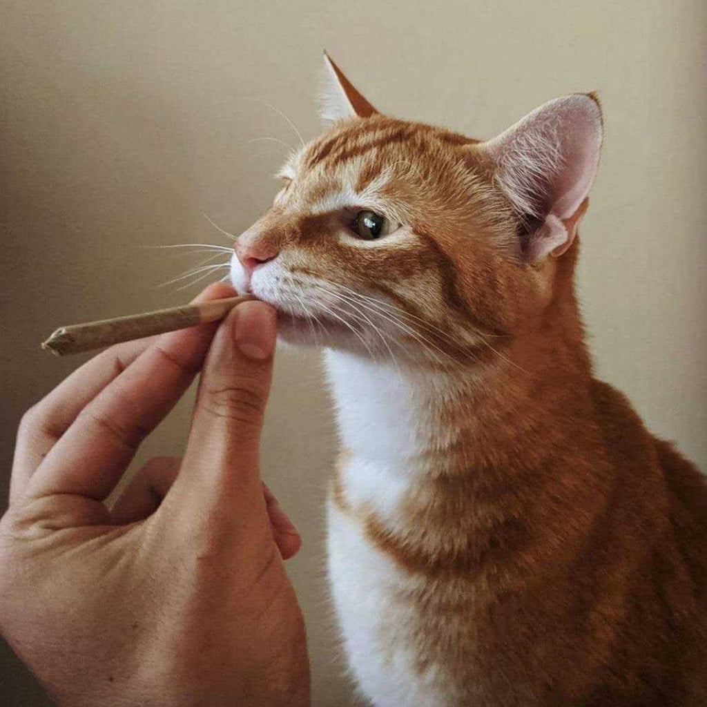 Catnip F75632