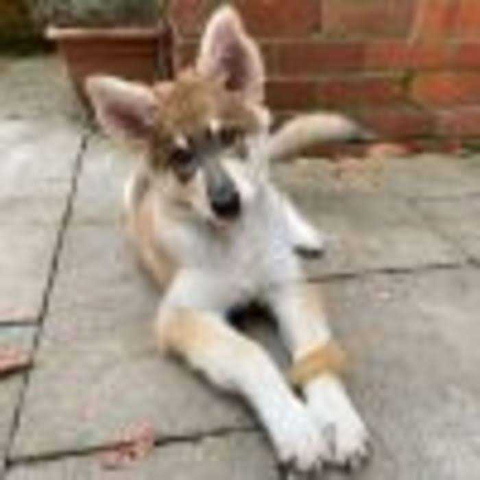 Puppy Starter Kit Q40540