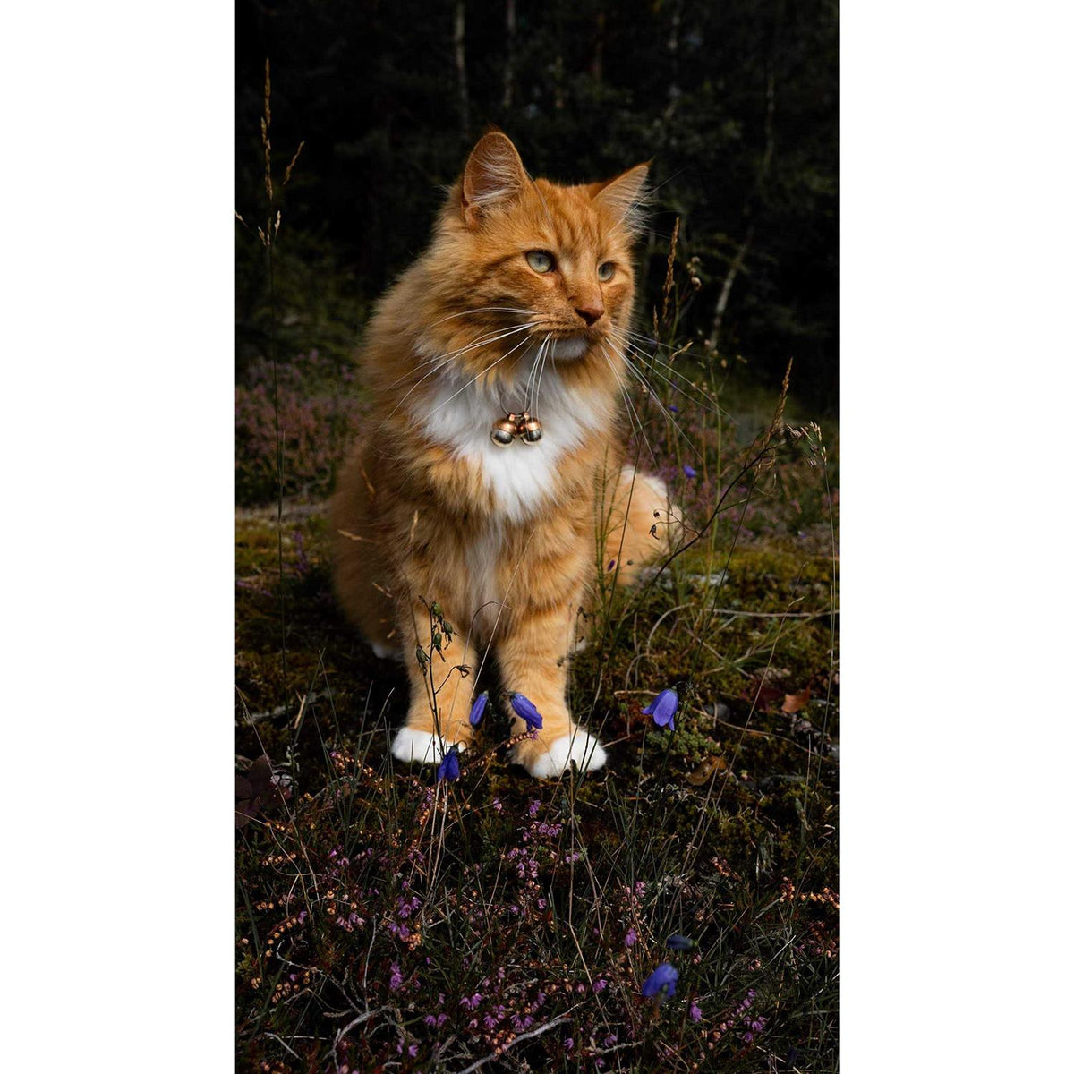 Extra Loud Cat & Dog Bells J61195
