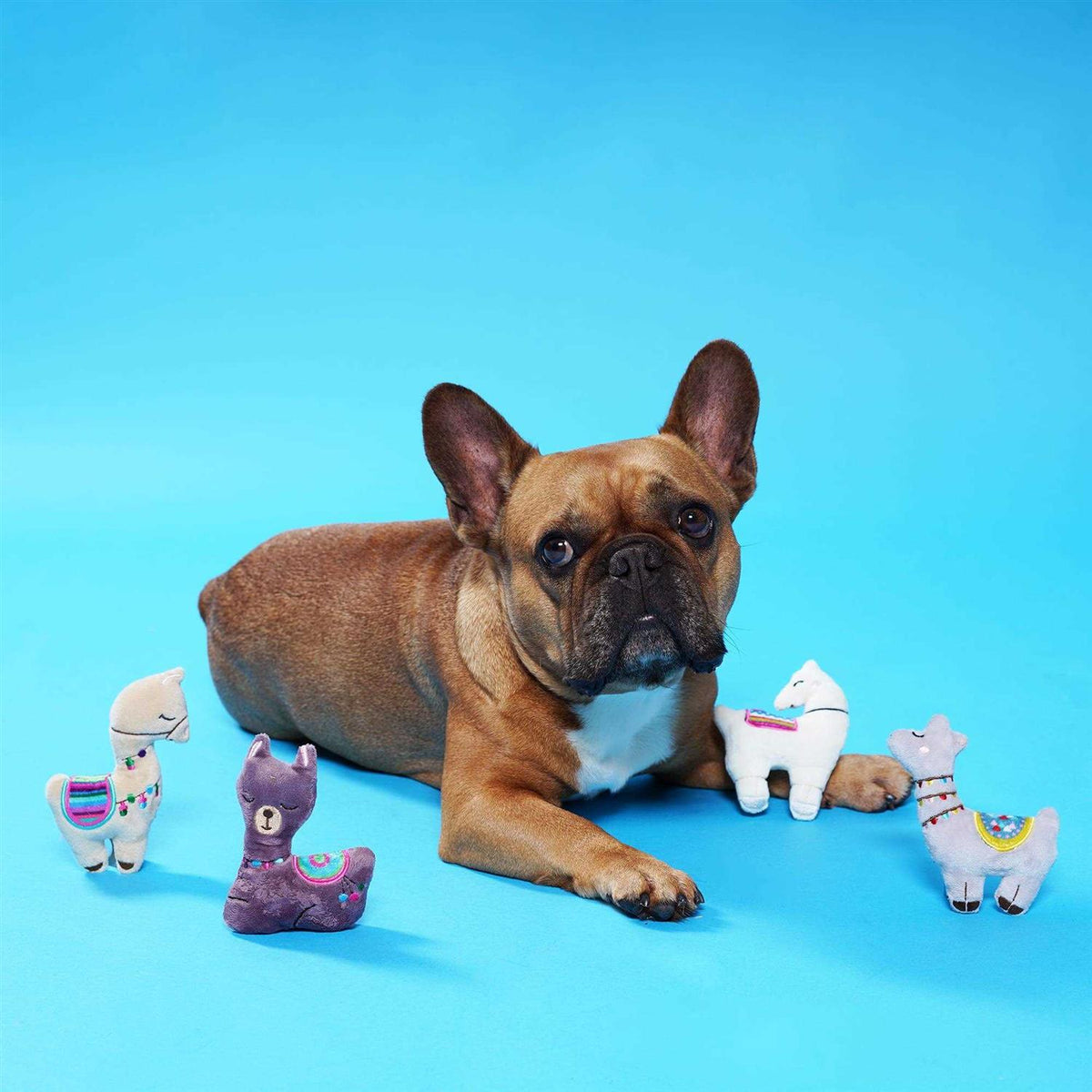 Pet Toy Set T503490