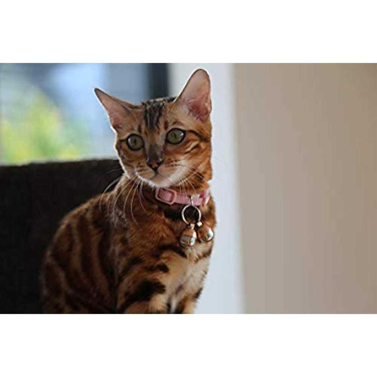 Extra Loud Cat & Dog Bells J61195