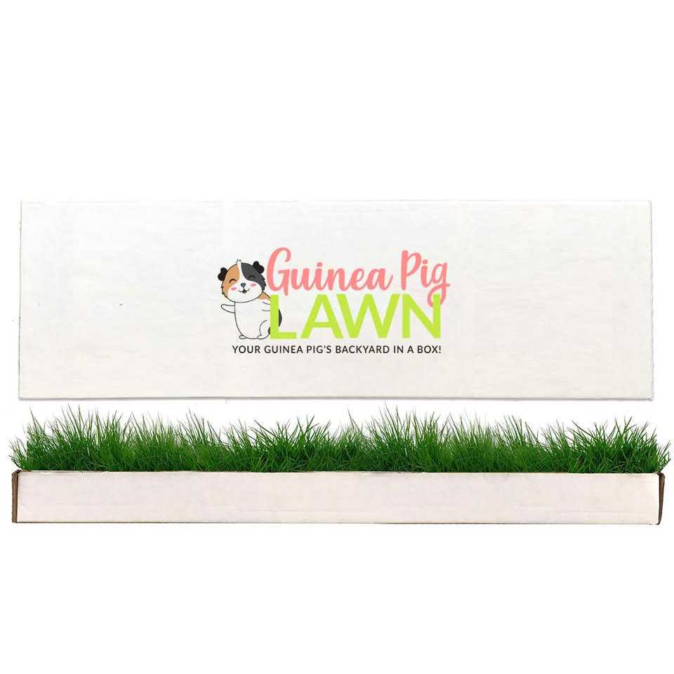 Guinea Pig Lawn J61994